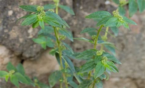 大飛揚加桂枝|大飛揚草功效主治